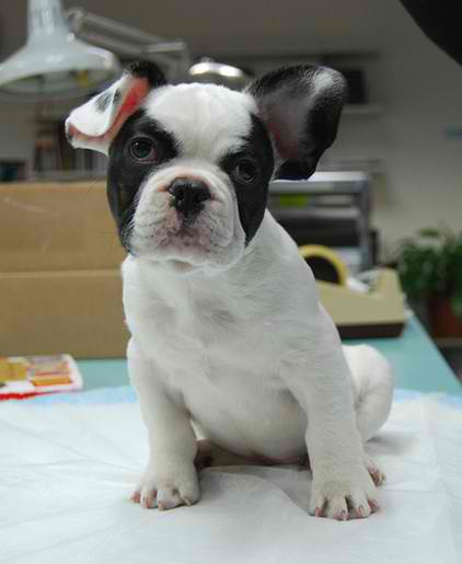 Cute and calm French bulldog puppies for adoption.