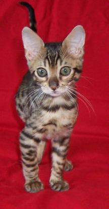 Stunning Bengal kittens for Sale,Male & Female.Reduced Price and Registered Brilliant Markings!