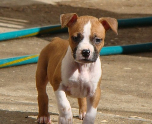 Pure bred Charming Male And Female American Pit Bull Puppies For Adoption
