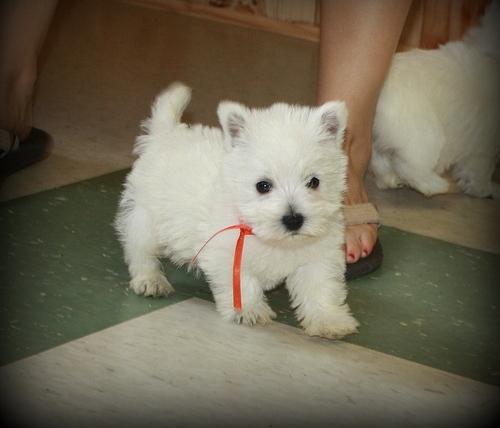 West Highland White Terrier Puppies for sale