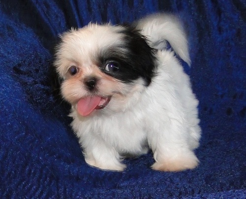 Shih Tzu puppies