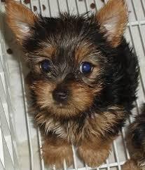 Tea Cup   Yorkie′s Puppies For Adoption
