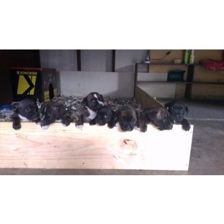 Staffordshire Bull Terrier Pups For Sale And On Show.