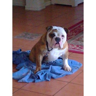 Australian Bulldog Purebred - 2 Year Old - Male lovable and friendly