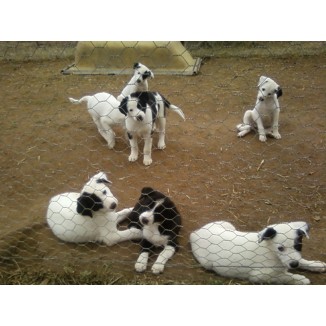 Border Collie Purebred Puppies