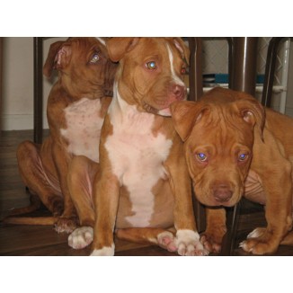 American Staffordshire Terrier Purebred Puppies Available Now.
