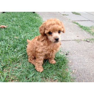Toy Poodle Purebred Puppies