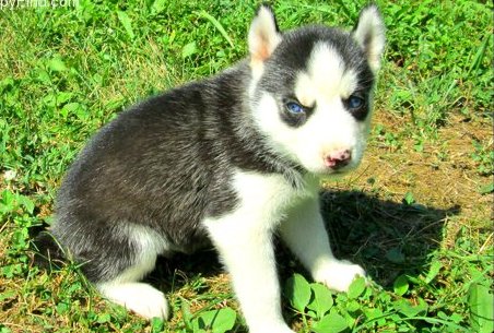 Blue Eyes Siberian husky pups for sale now