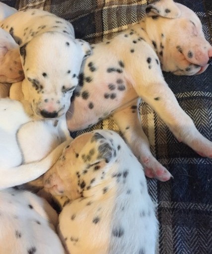 Find Your Loyal Dalmatian Companion - Male and Female Puppies Available