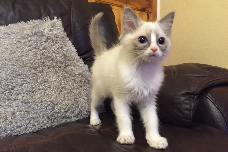 Male and female  Ragdoll Kitten For Sale