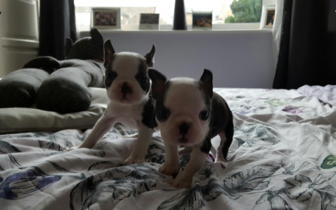 Boston Terrier Puppies With Beautiful Markings.