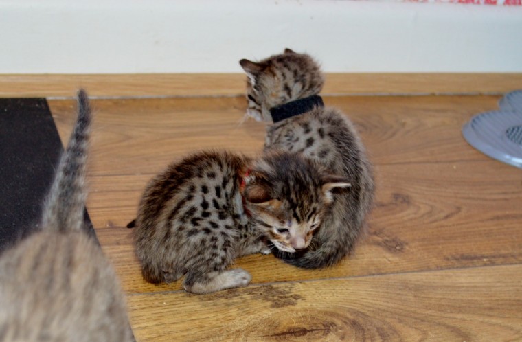 New Litter F6 Sbt Tica Savannah Kittens To Reserve