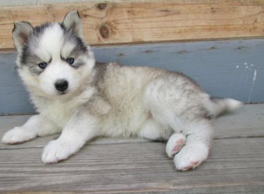 siberian husky puppies available for a new home