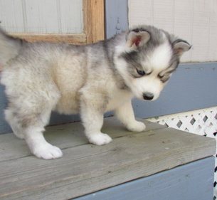 siberian husky puppies available for a new home