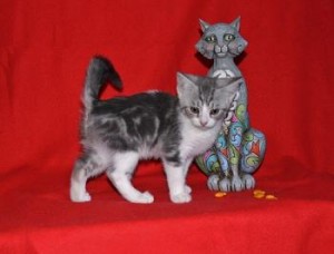 House Trained Scottish Fold Kittens For Sale...