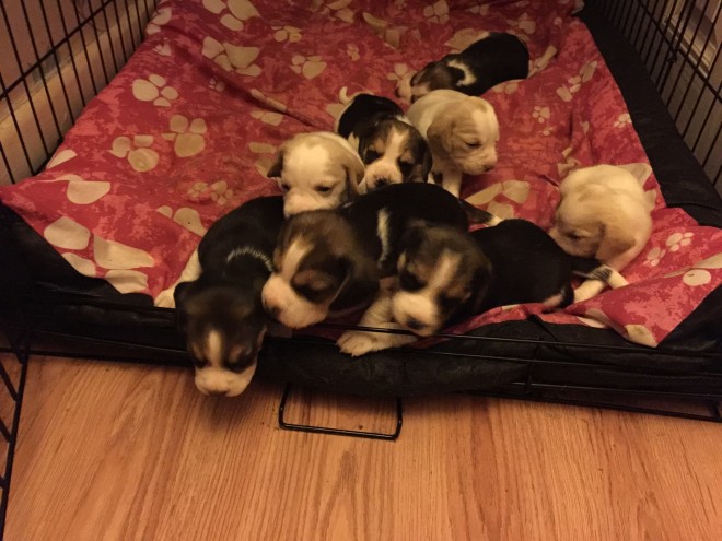 Kennel Club Beagle Puppies For Sale