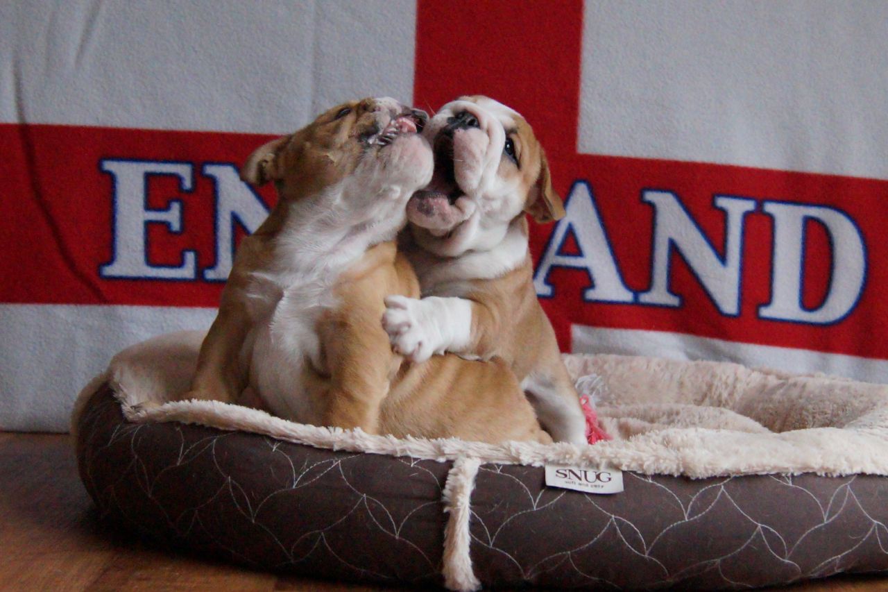 English Bulldog Puppies Ready for best homes 