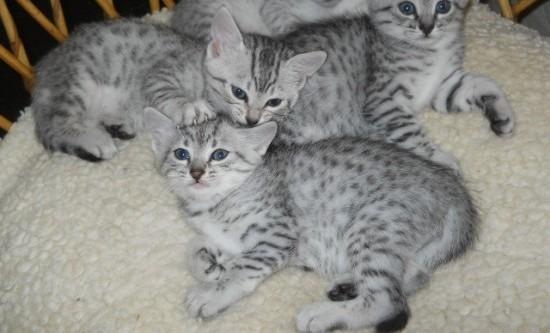 Beautiful Egyptian Mau Kittens
