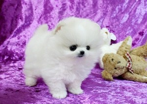 Pomeranian Puppies Available Free