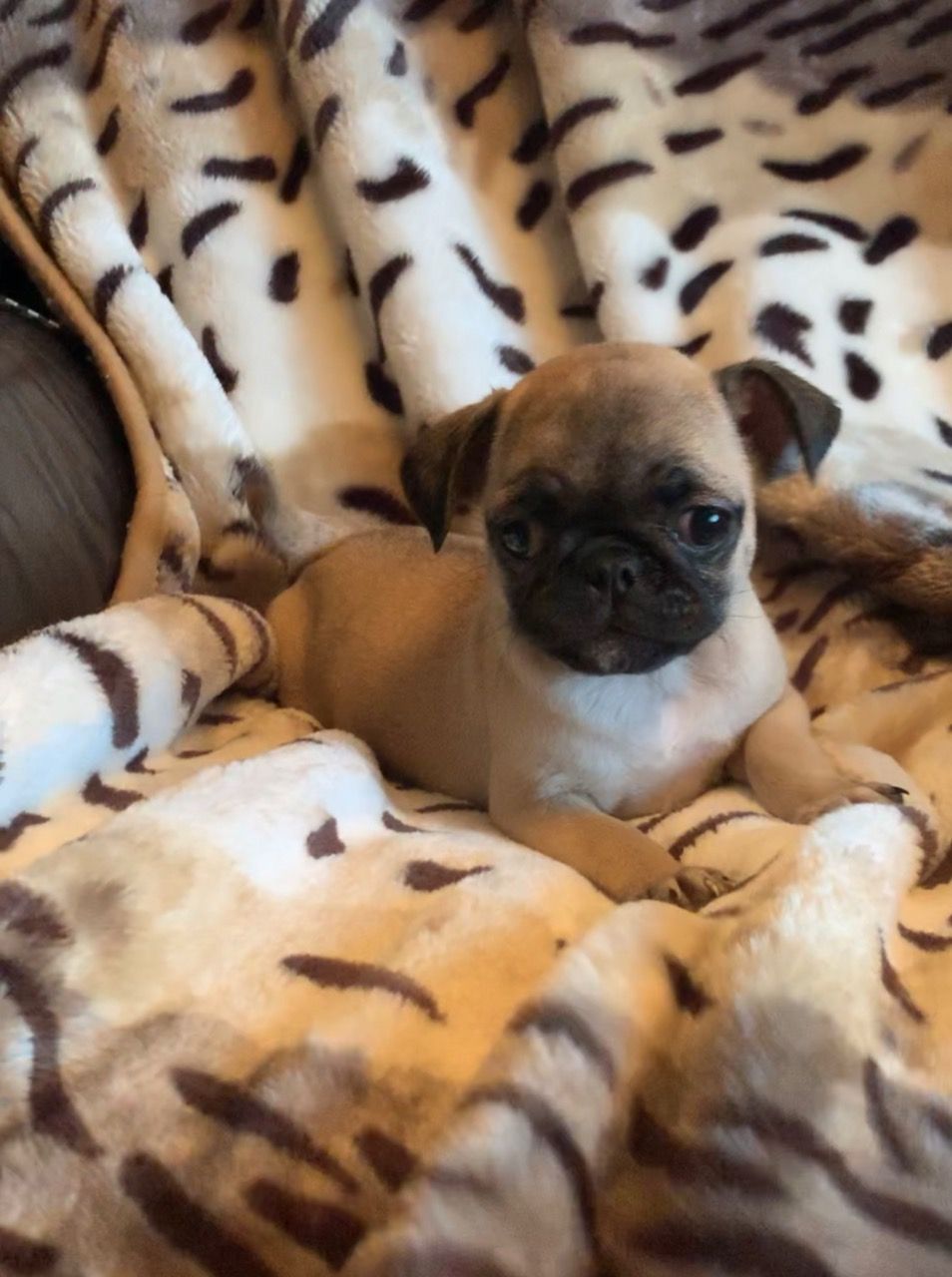 Lovely Pug puppies ready for new home.