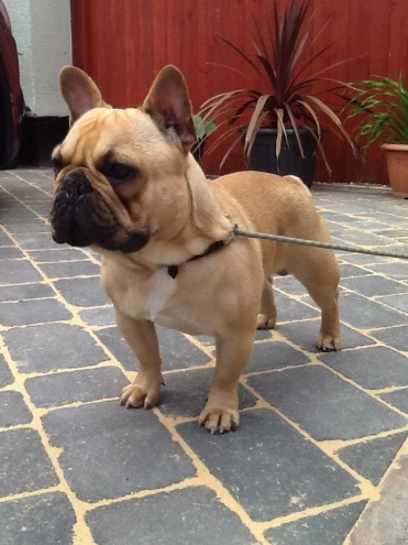 sweet French Bulldog Pups For Sale!