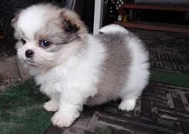 I am seeking a home for my Shih Tzu puppy