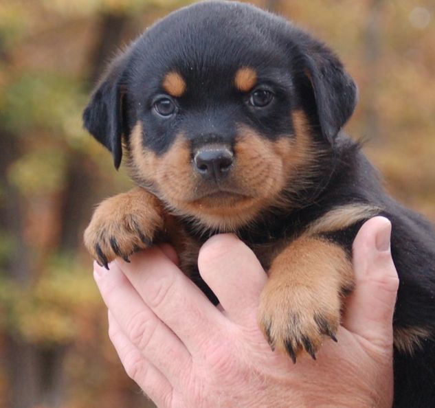Rottweiler Puppy Price Guide - Plan Your Next Furry Family Member