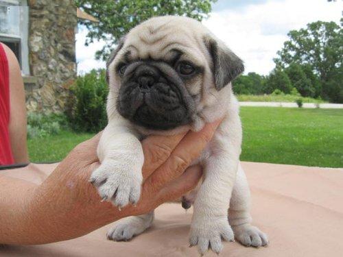 lovely cute pug carlino for sale
