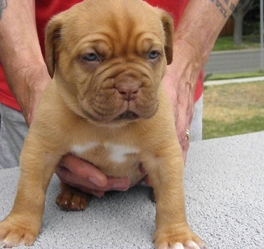 males and females Dogue De Bordeaux Puppies for sale to good homes
