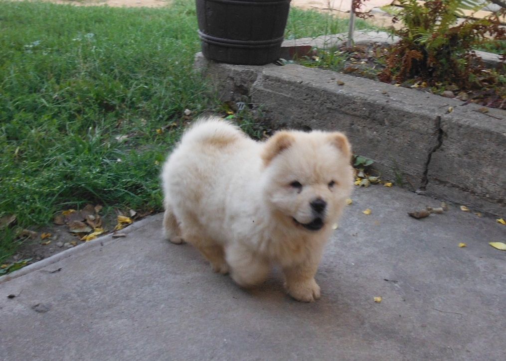 AKC Registered Chow-Chow Puppies