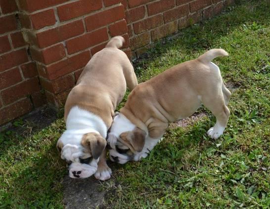 Awesome English Bulldog Puppies for adoption.