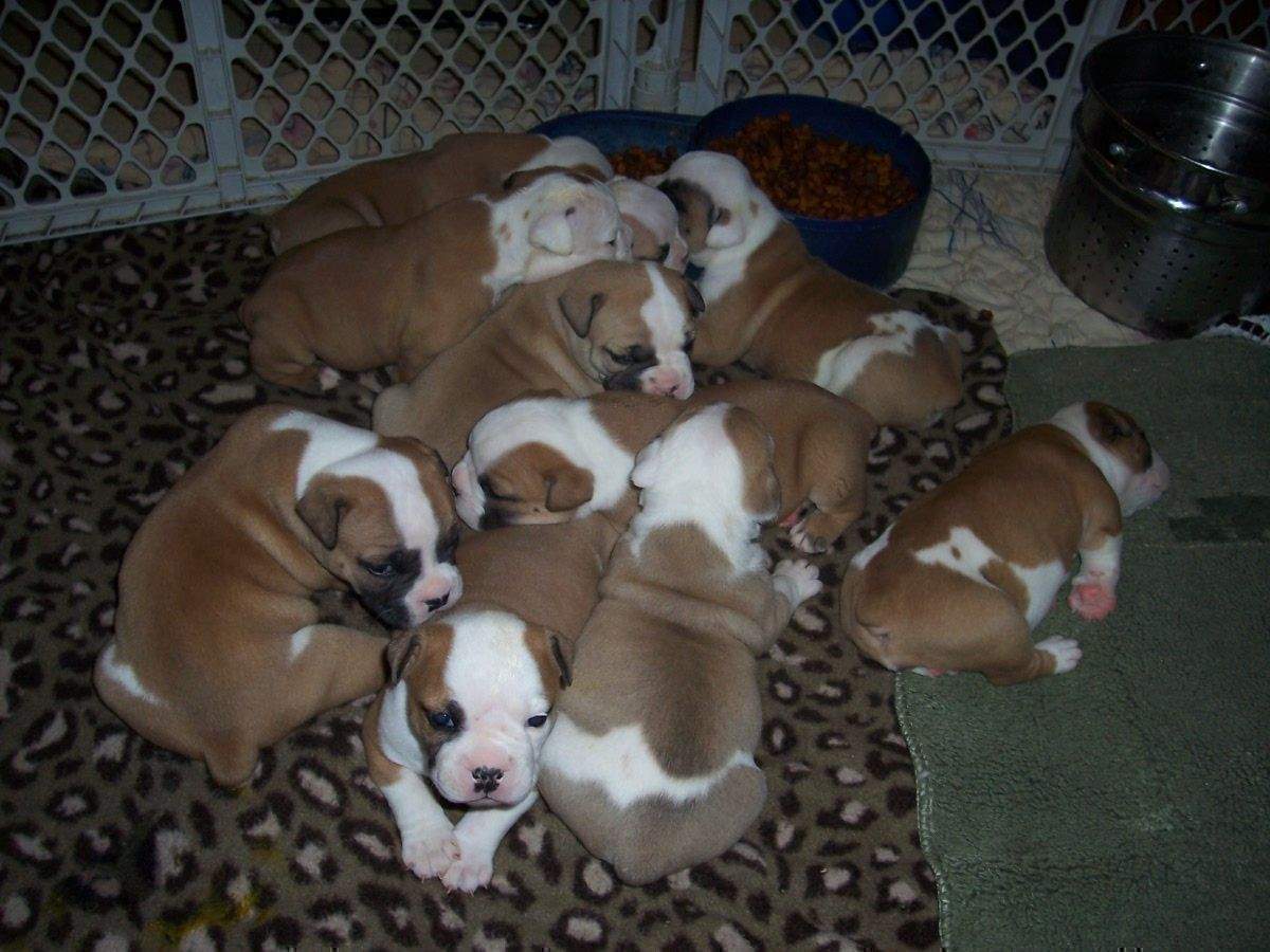 Lovely English Bulldog Puppies For Good Homes