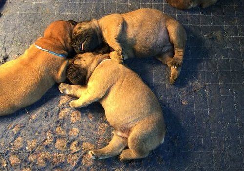 Boerboel puppies for free