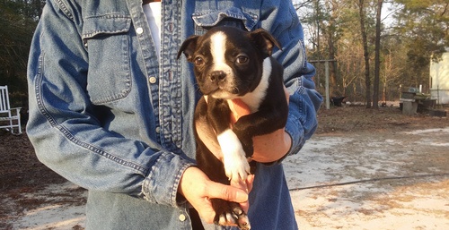 Boston Terrier puppies for (free)