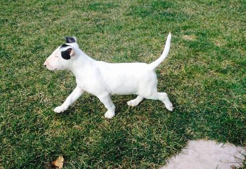 Male and Female Bull Terrier puppies for (free)