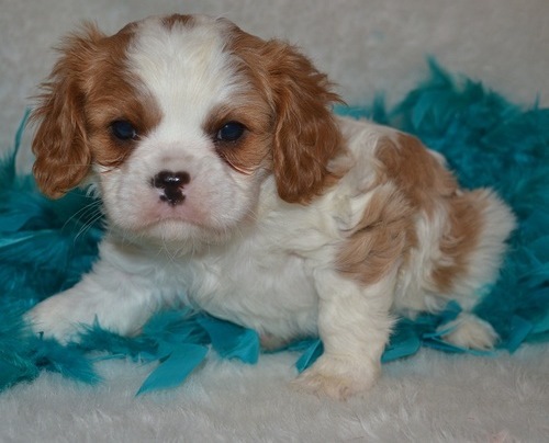 Cavalier King Charles Spaniel puppies for (free)