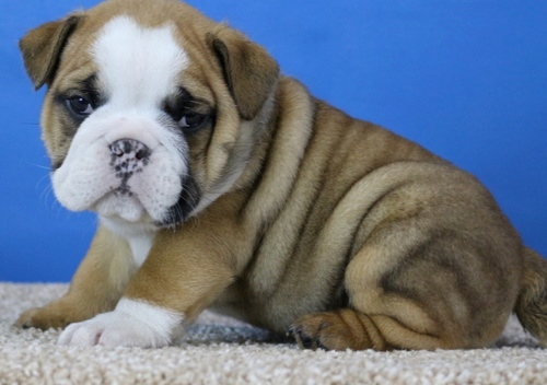 male and female English Bulldog puppies for (free)