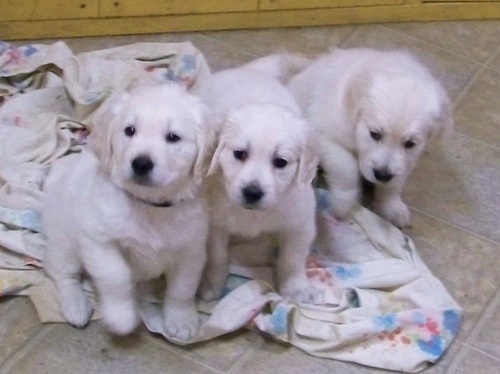 English Golden Retrievers puppies for (free)