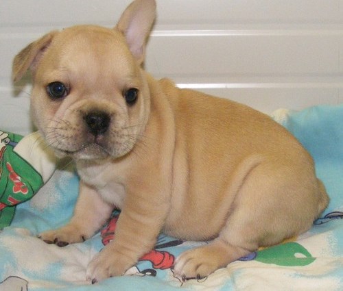 French Bulldog puppies for (free)