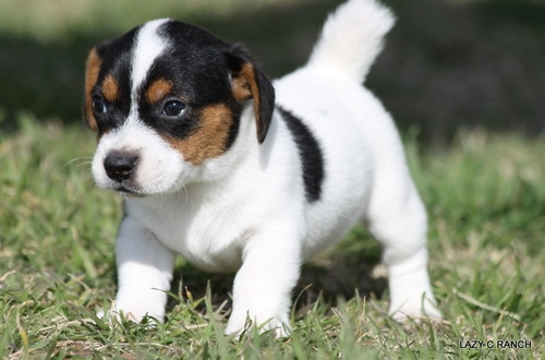 Jack Russell Terrier for Sale - Don't Miss Out on Your Dream Pet