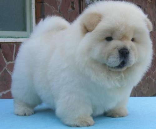 Charming Chow Chow puppies 
