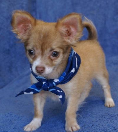 Charming Teacup size Chihuahua puppies available here