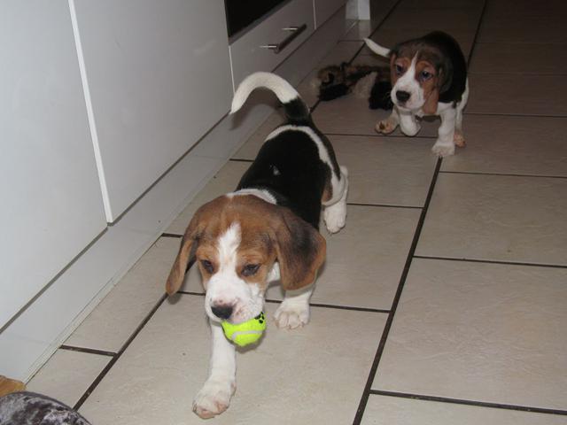 Beautiful Beagle Puppies For ADOPTION