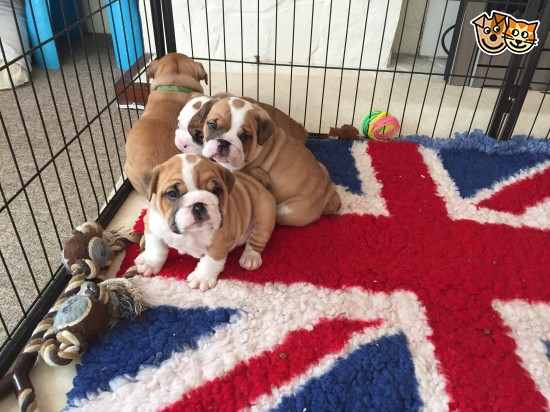 Bulldog Puppies Ready for sale