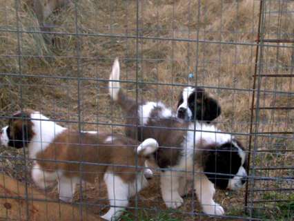 Beautiful Saint Bernard puppies for adoption