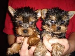 Beautiful Yorkshire terrier puppies for adoption.