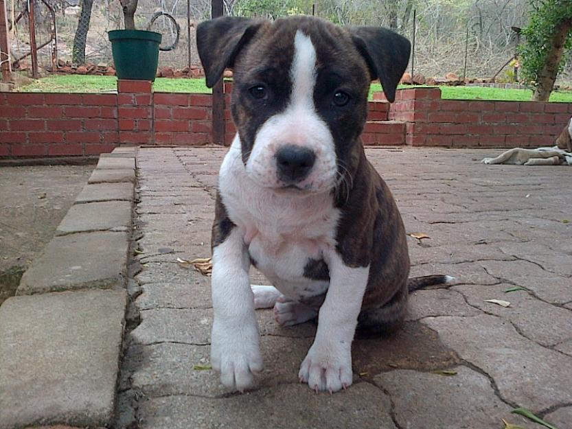 AKC American Staffordshire Terrier  puppies