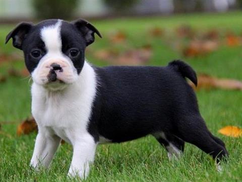 Cute and House Trined Boston Terrier Pups