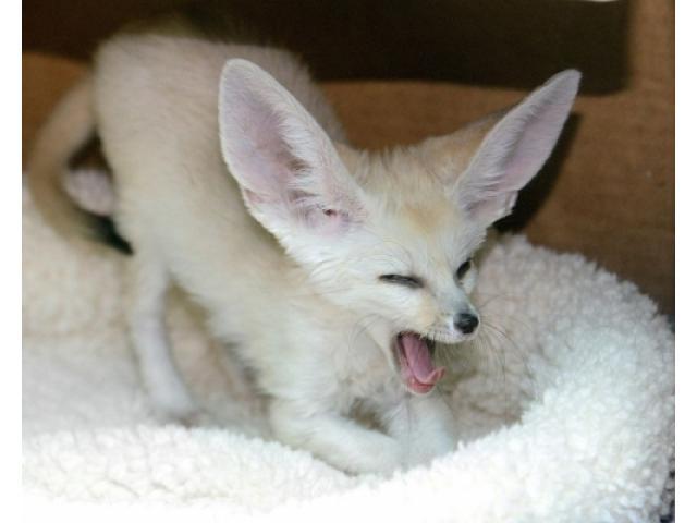 FENNEC FOX AND BABY OCELOT KITTENS FOR SALE, TICA REGISTERED