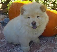Adorable Chow Chow pups